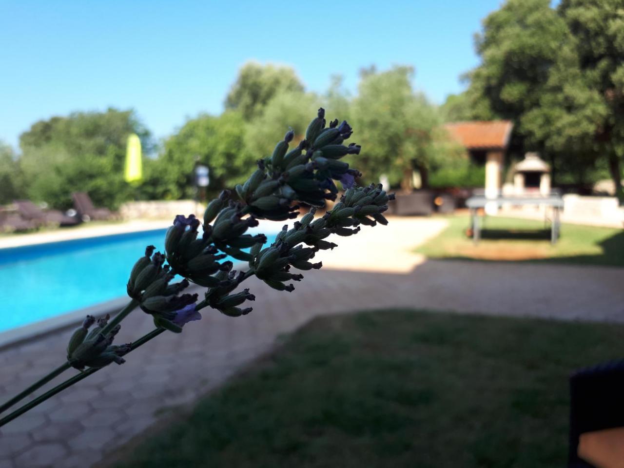 Guesthouse "Barboska" - Big Outdoor Swimming Pool & Private Tennis Court Vodnjan Εξωτερικό φωτογραφία